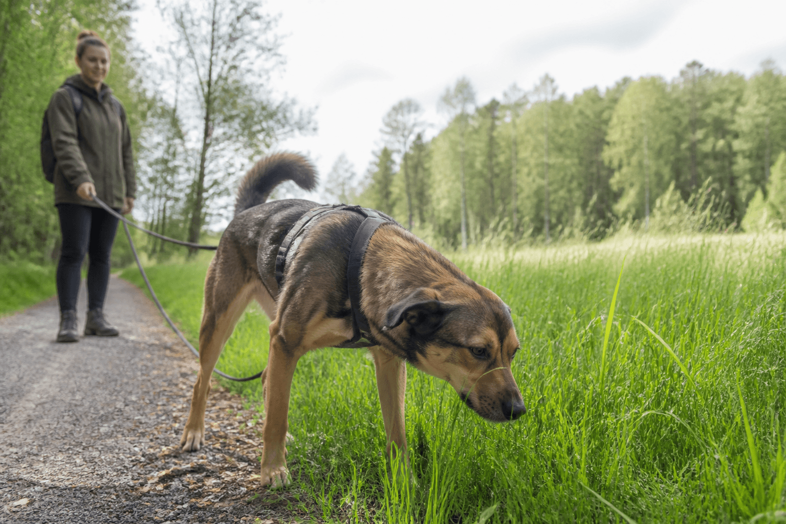 Frisk hund som lugnt äter några grässtrån under en promenad