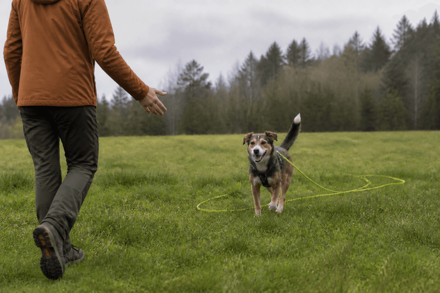 Hund som söker foder på en handduk inomhus