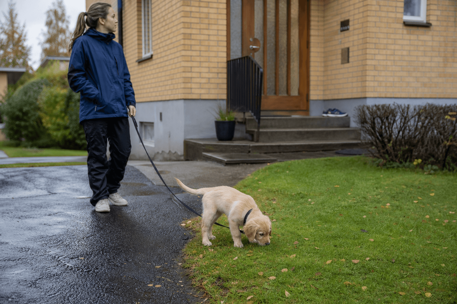 Valp nosar lugnt i gräset utanför hemmet medan föraren väntar