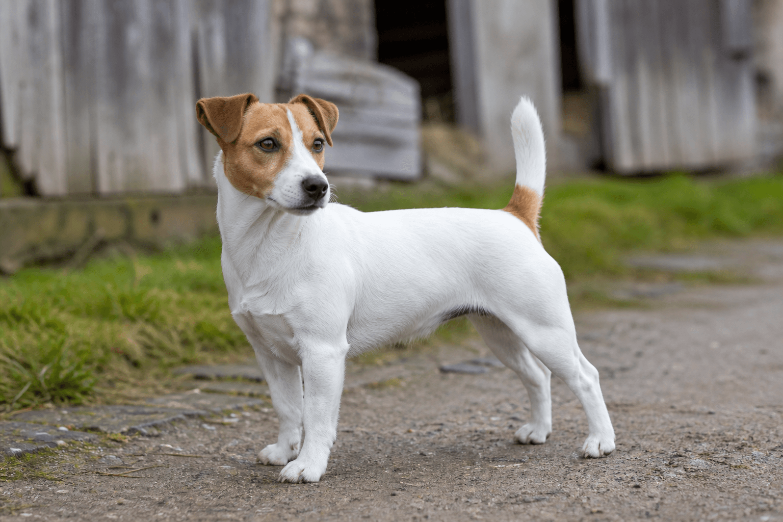 Jack russell terrier i en miljö som anknyter till rasens ursprungliga arbete