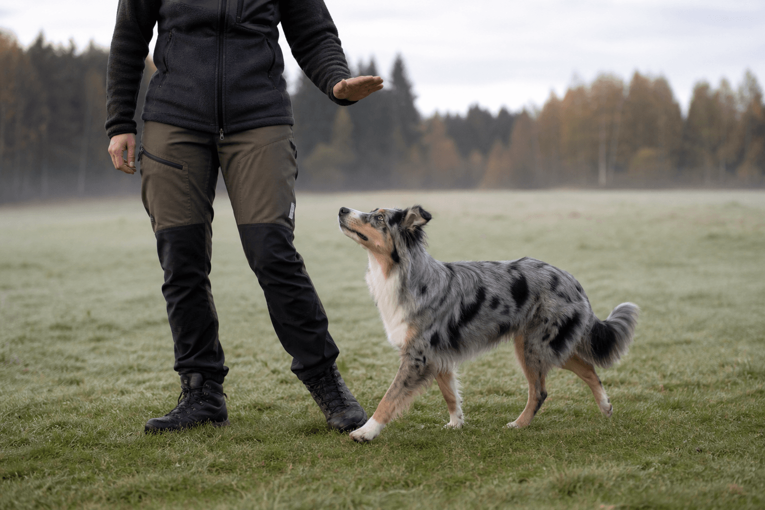 Miniature american shepherd i en miljö som anknyter till rasens funktion