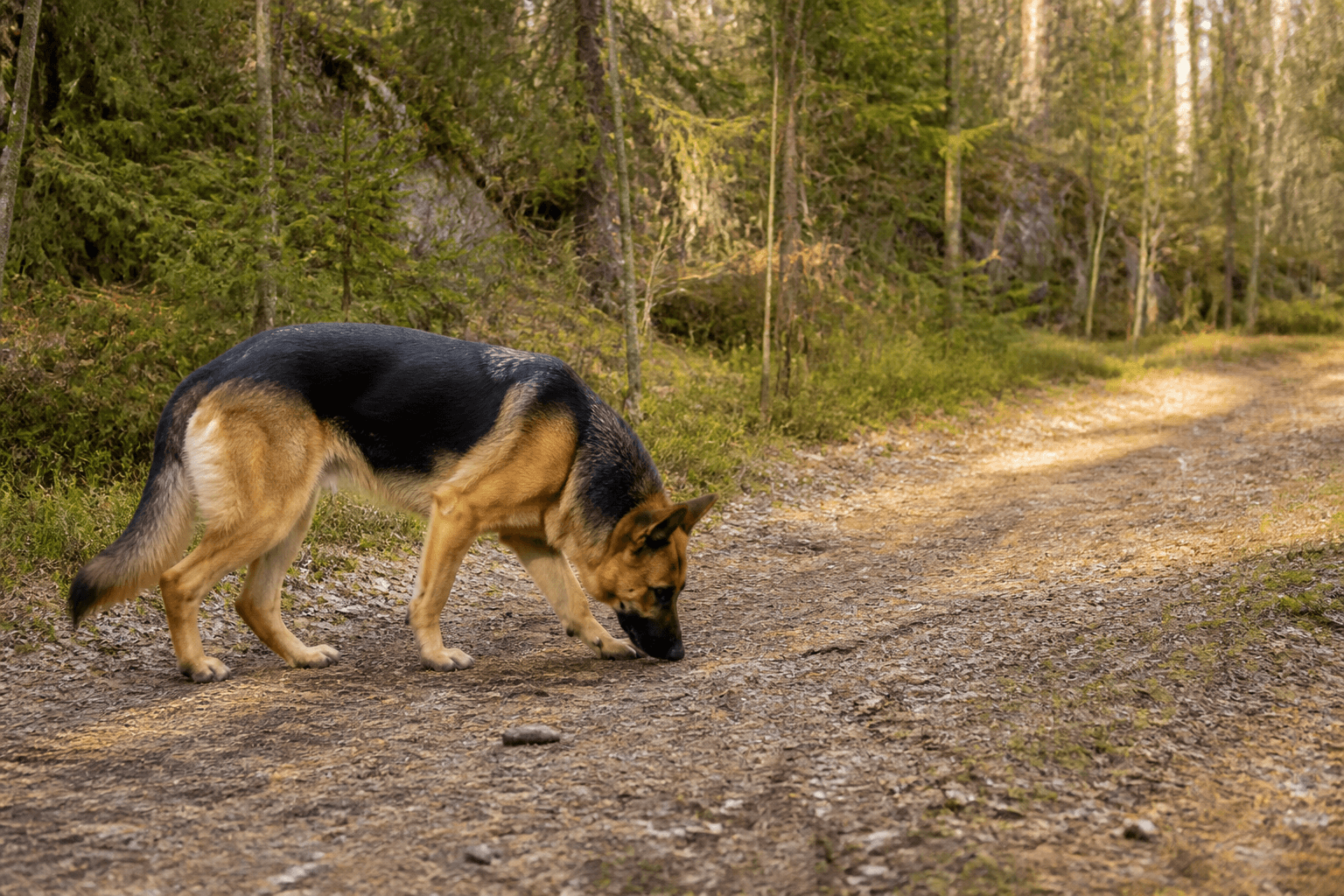 Tysk schäferhund i en miljö som anknyter till rasens ursprungliga arbete