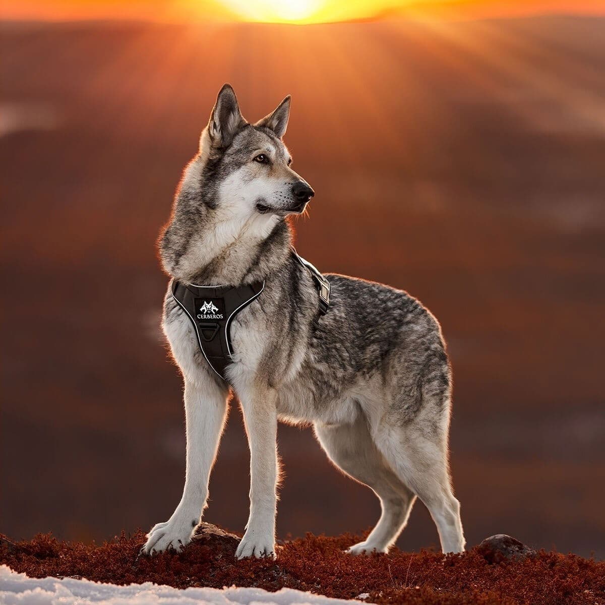 Hund i Cerberos-sele i solnedgång
