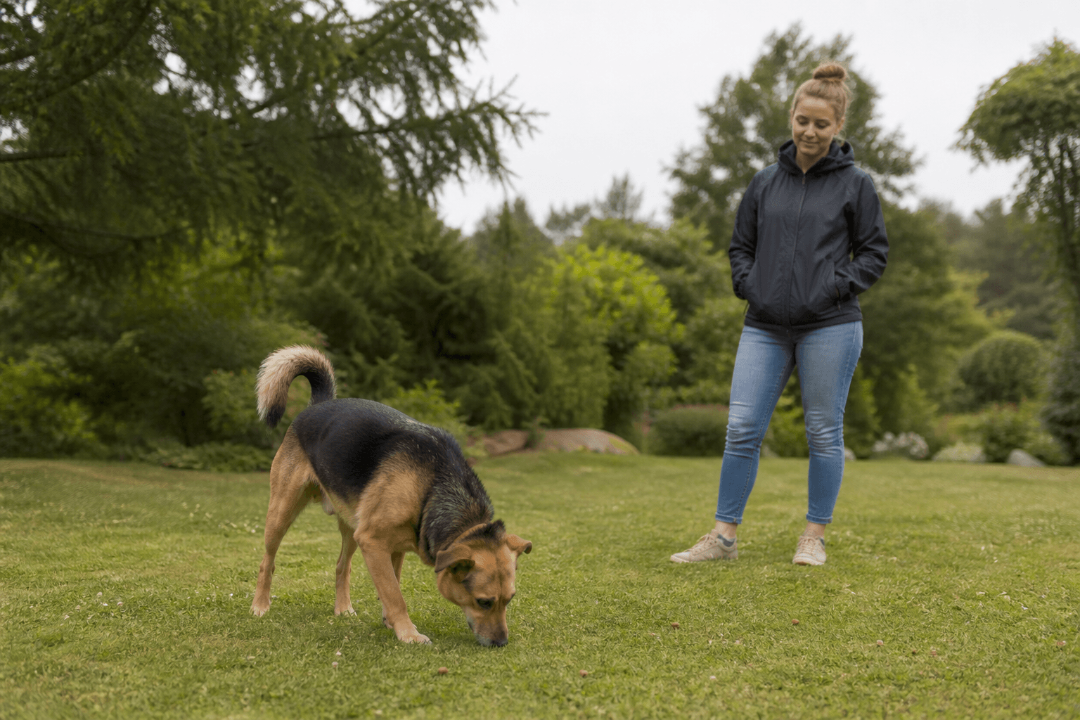 Hund söker med nosen efter glest utspridda foderbitar i rent kort gräs medan ägaren övervakar
