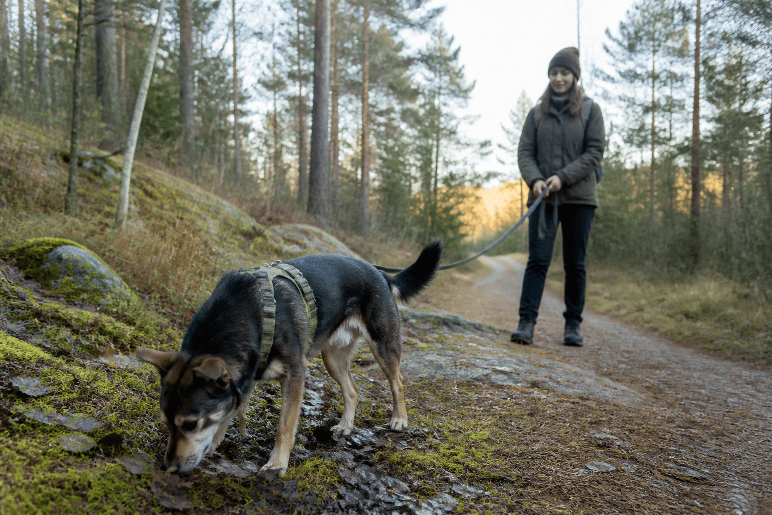 Hund nosar bland mossa och löv medan föraren väntar med lös lina