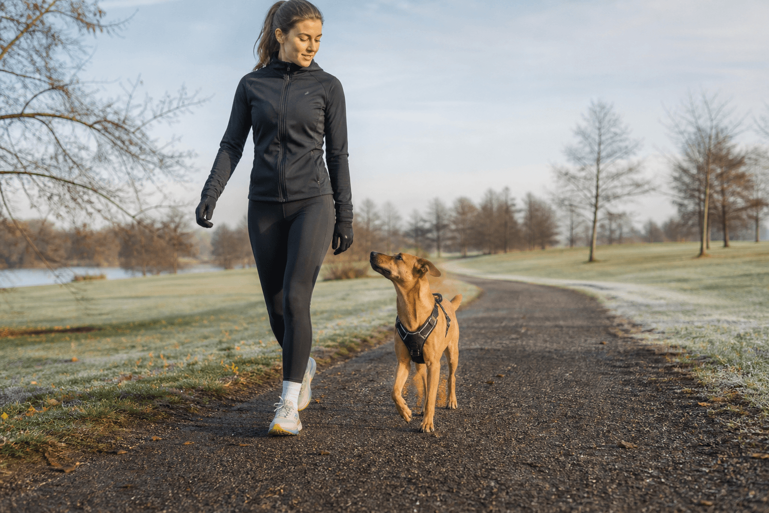 Hund och löpare som går i lugnt tempo på en parkstig före träningspasset