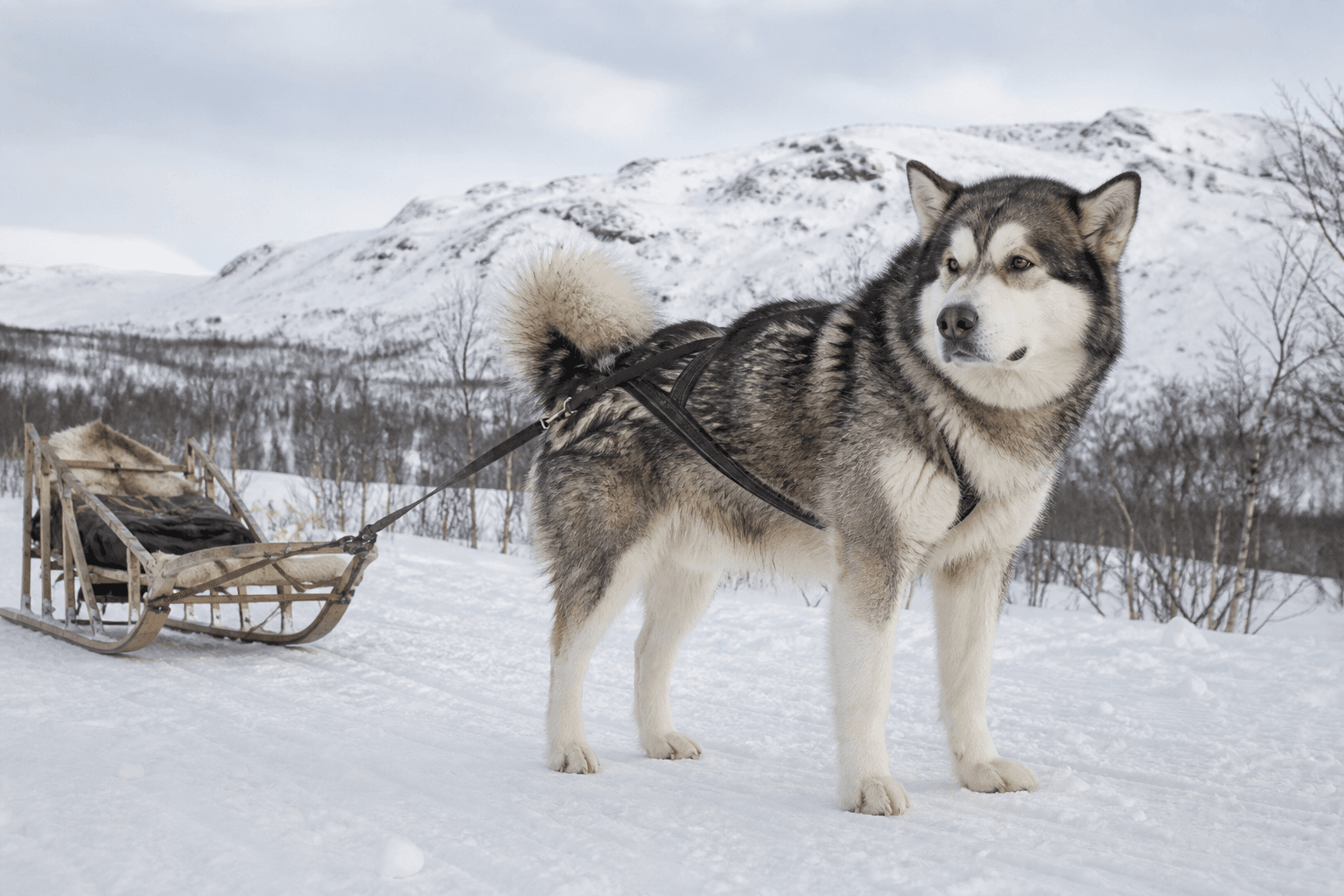 Alaskan malamute i en miljö som anknyter till rasens ursprungliga arbete