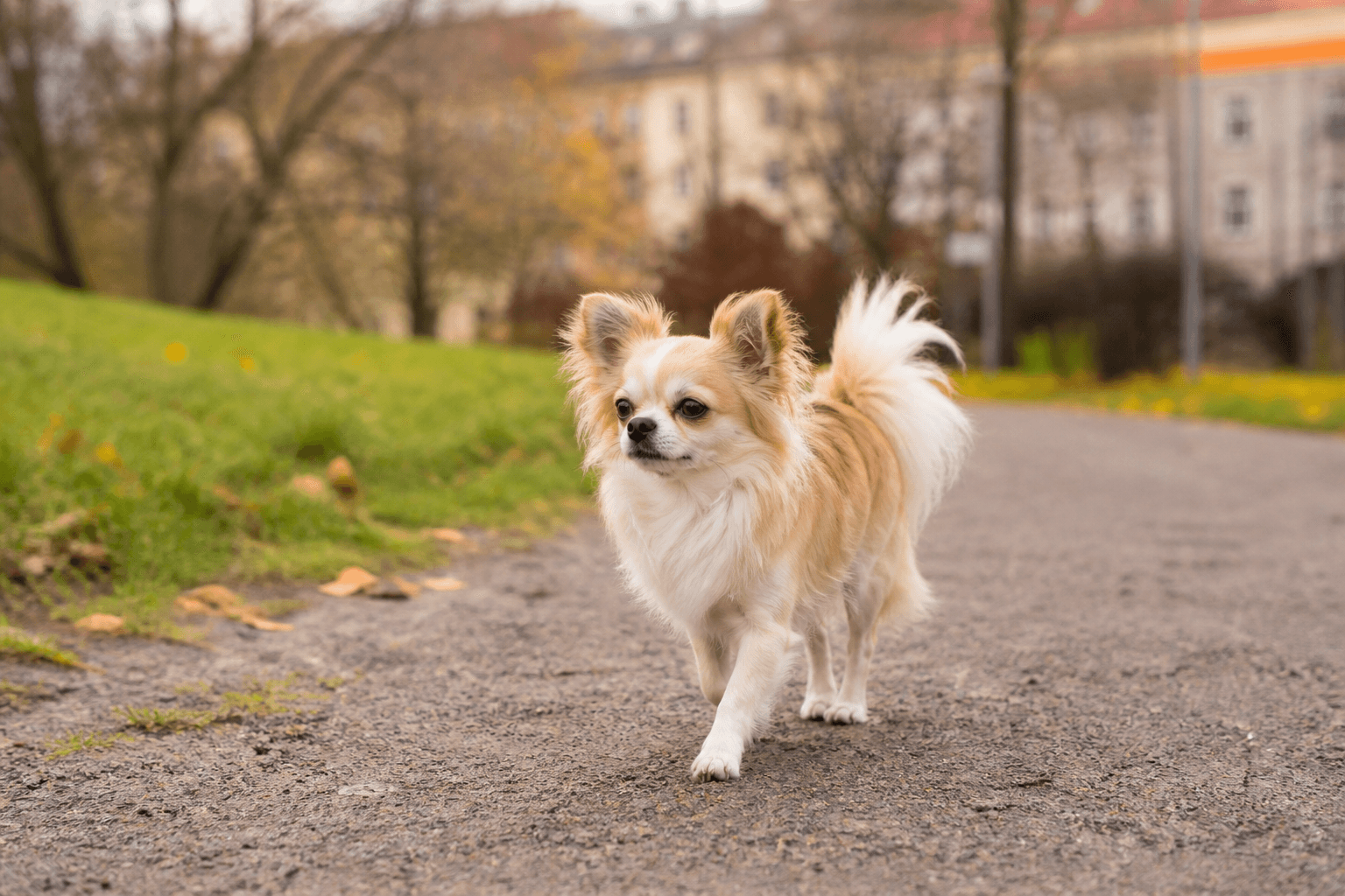 Chihuahua, långhårig i en miljö som anknyter till rasens ursprungliga arbete