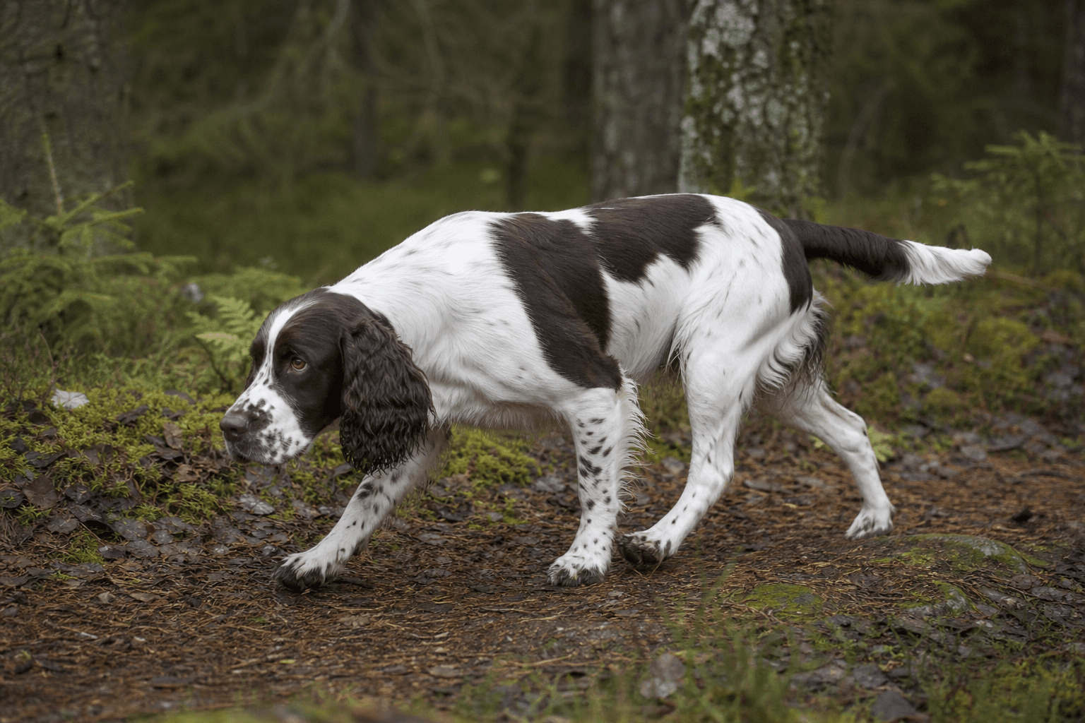 Engelsk springer spaniel i en miljö som anknyter till rasens ursprungliga arbete