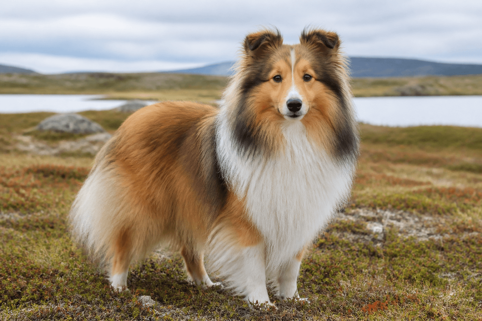 Shetland sheepdog i en miljö som anknyter till rasens ursprungliga arbete