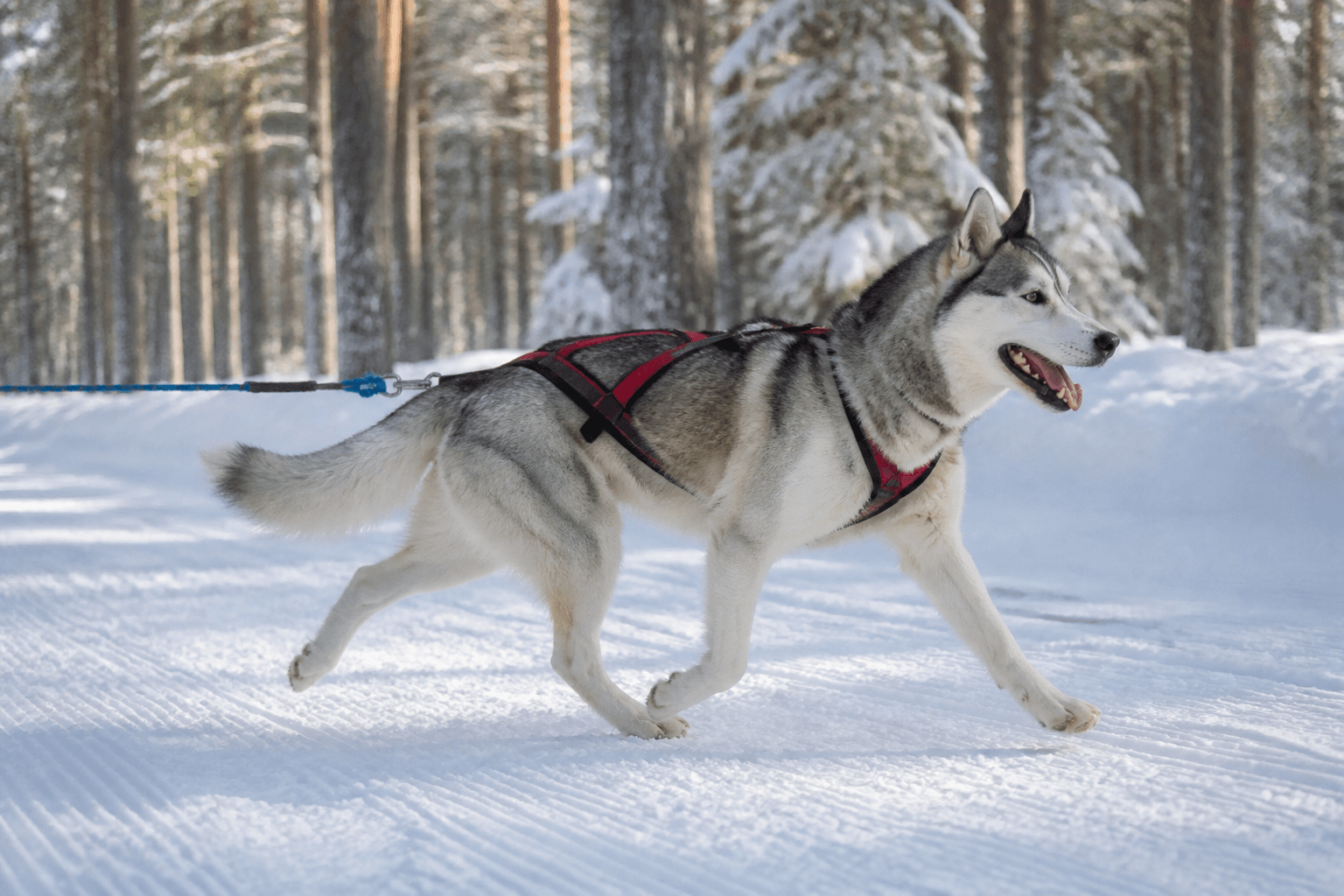 Siberian husky i en miljö som anknyter till rasens ursprungliga arbete